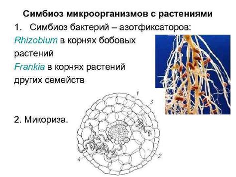 Взаимодействие бактерий и растений