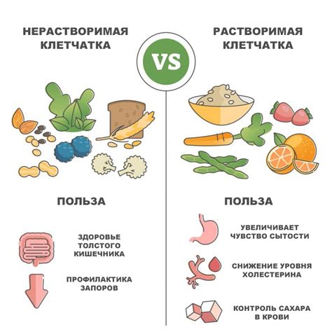 Взаимодействие белка и клетчатки в пище