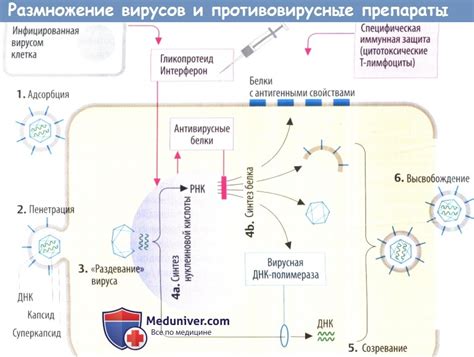 Взаимодействие вина и противовирусных препаратов с системой кровообращения