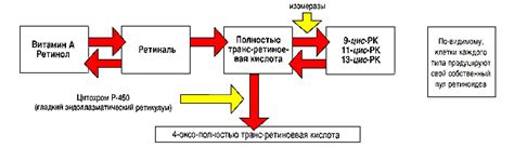 Взаимодействие витамина А с другими продуктами