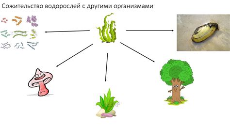 Взаимодействие водорослей с другими организмами в экосистеме