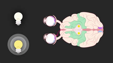 Взаимодействие глаз с мозгом