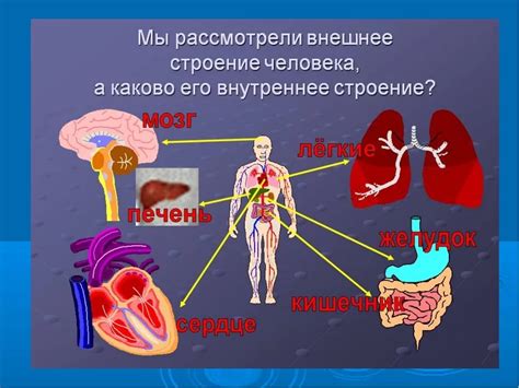 Взаимодействие диафрагмы с другими органами