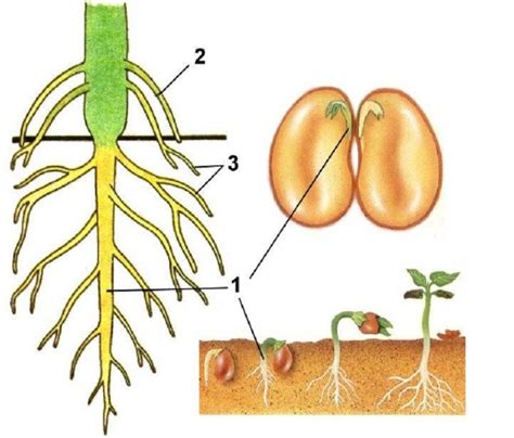 Взаимодействие корневой системы фасоли с почвой