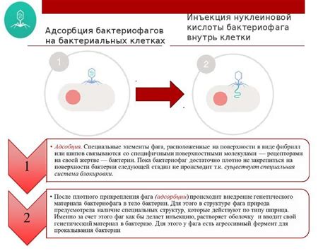 Взаимодействие между аллергией и бактериальной инфекцией