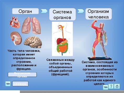 Взаимодействие органов в организме человека