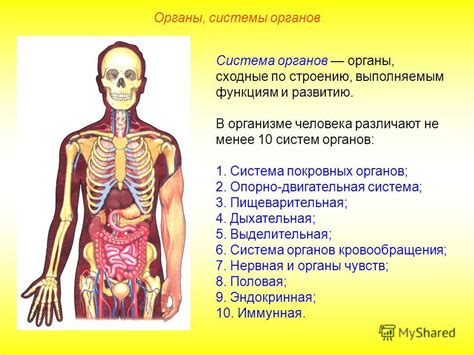 Взаимодействие органов в организме 4-классников