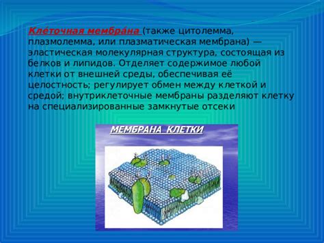 Взаимодействие плазматической мембраны с внешней средой