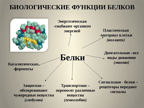 Взаимодействие разных белков в организме