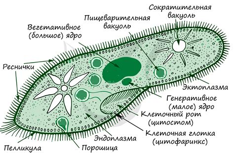 Взаимодействие среды и хвостатых инфузорий туфельки: ключевые факторы выживания