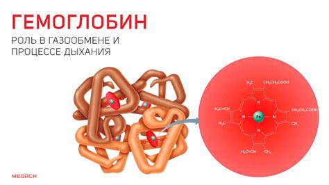 Взаимодействие с гемоглобином