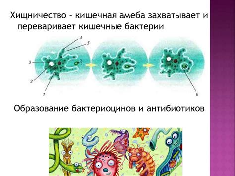 Взаимодействие с другими организмами мхов