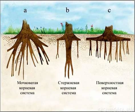 Взаимодействие с корневой системой деревьев