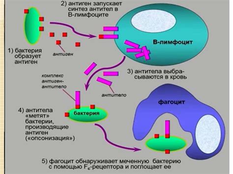 Взаимодействие эндокринной системы с другими системами организма