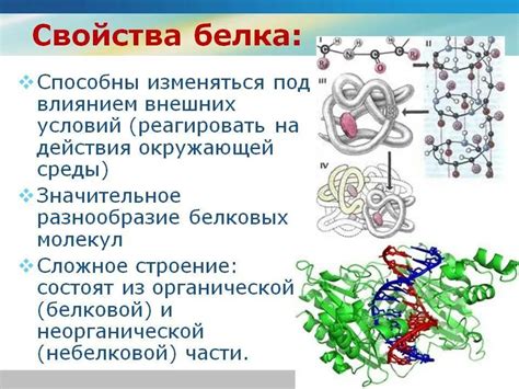 Взаимодействия белков и ключевая роль первичной структуры