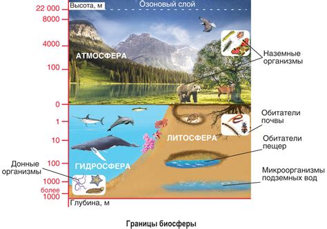 Взаимосвязь биосферы и атмосферы на границе