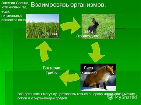 Взаимосвязь лягушек с окружающей средой