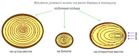 Взаимосвязь между возрастом дерева и шириной годичных колец