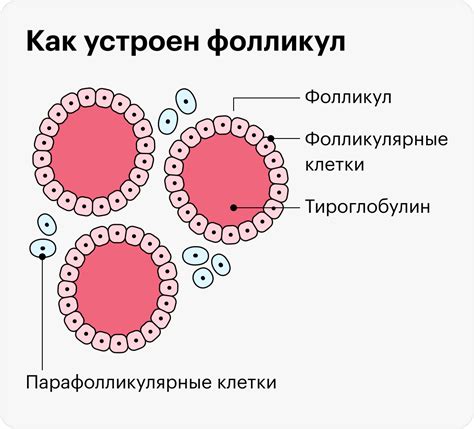 Взаимосвязь между фолликулами и кожным зудом