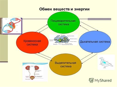 Взаимосвязь между человеческой деятельностью и процессами в организме