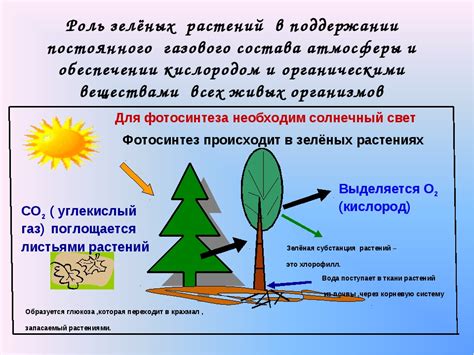 Взаимосвязь окраски и фотосинтеза