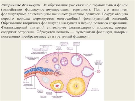 Взаимосвязь потоотделения с гормональным фоном