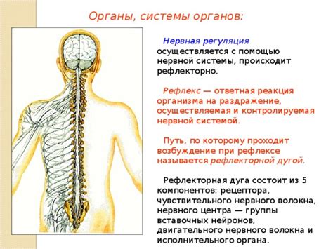 Взаимосвязь потоотделения с нервной системой