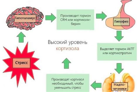 Взаимосвязь с низким уровнем кортизола и нарушениями менструального цикла