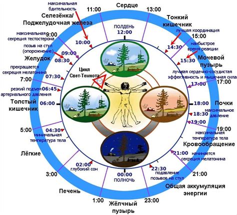 Взаимосвязь с циркадным ритмом организма