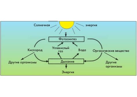 Взаимосвязь углерода и процесса дыхания