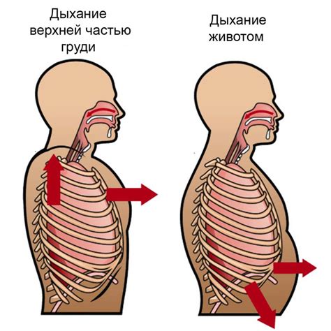 Видеоуроки по дыханию животом: выбор подходящего тренера