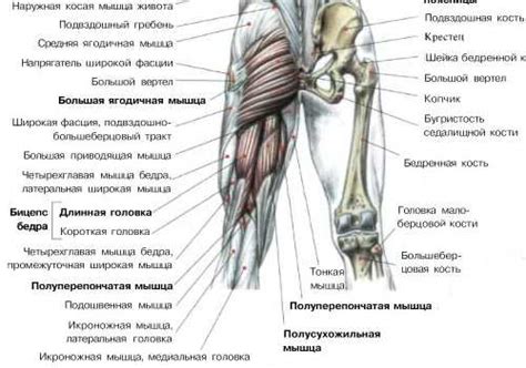 Виды бицепсов и их признаки