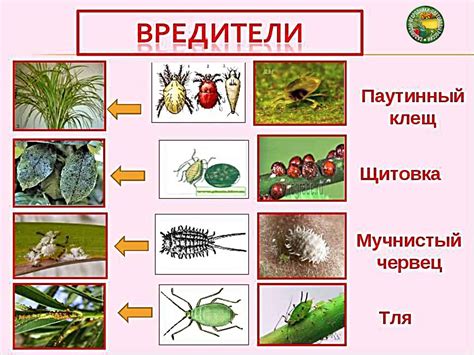 Виды вредителей кустарников