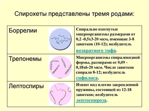 Виды и их морфология