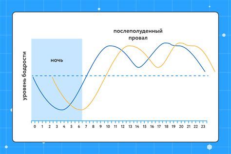 Виды и функции циркадных ритмов