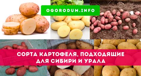 Виды картофеля и их подходящие сочетания