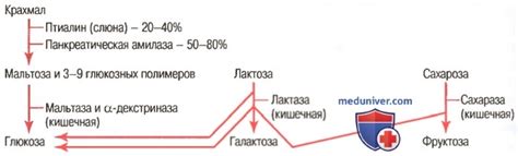 Виды лизосомальных систем, разрушаемых в ЖКТ