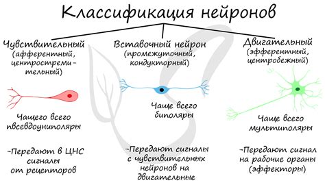 Виды медиаторов в нервной ткани