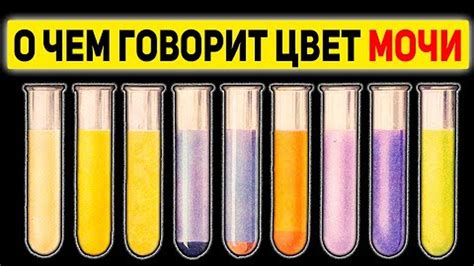 Виды пищеварительных продуктов, которые могут влиять на цвет мочи