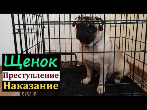 Виды повреждений мебели собакой