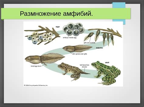 Виды размножения у земноводных: как оно происходит?