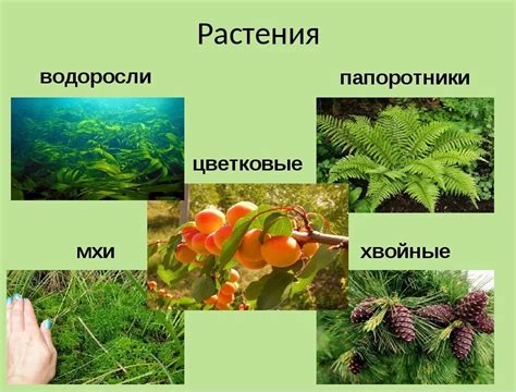 Виды растений, защищаемых синицами