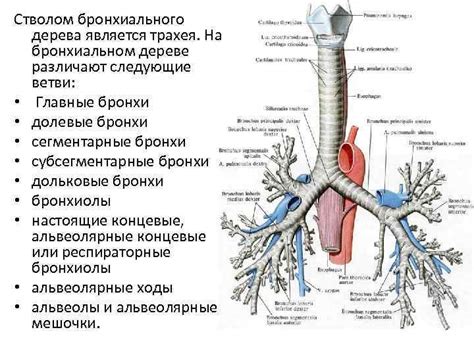 Визуализация бронхиального дерева