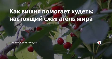 Винегрет как сжигатель жира