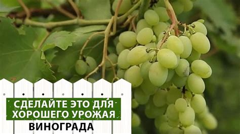 Виноград зимой на даче: уход и советы