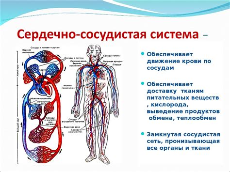 Вино с осадком и сердечно-сосудистая система