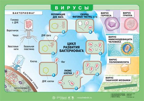 Вирусы и их разрушительная сила