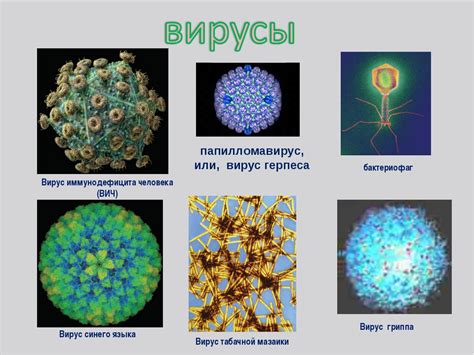 Вирусы как отдельное царство в биологии