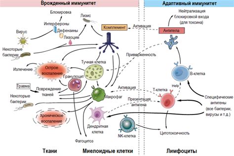 Вирус и клетка: влияние, механизмы и результаты воздействия