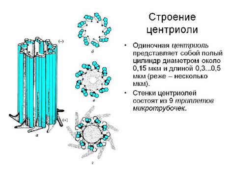 Вклад микротрубочек в движение центриолей